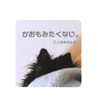 くーちゃんpart 2（個別スタンプ：3）