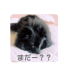 くーちゃんpart 2（個別スタンプ：6）