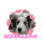 ボーダーコリー♥️Lettyの日常3（個別スタンプ：21）