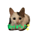 だいふくちゃんだよ！（個別スタンプ：4）