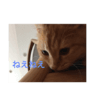 うちのりあスタンプ1（個別スタンプ：4）