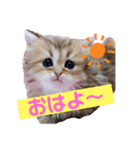 ペルシャ猫のSherryちゃん（個別スタンプ：1）