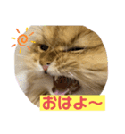 ペルシャ猫のSherryちゃん（個別スタンプ：2）