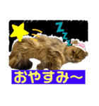 ペルシャ猫のSherryちゃん（個別スタンプ：3）
