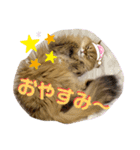 ペルシャ猫のSherryちゃん（個別スタンプ：4）
