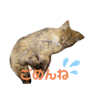 ペルシャ猫のSherryちゃん（個別スタンプ：7）