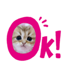 ペルシャ猫のSherryちゃん（個別スタンプ：9）