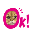 ペルシャ猫のSherryちゃん（個別スタンプ：10）
