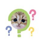 ペルシャ猫のSherryちゃん（個別スタンプ：13）