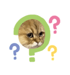 ペルシャ猫のSherryちゃん（個別スタンプ：14）