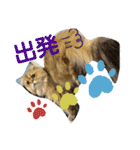 ペルシャ猫のSherryちゃん（個別スタンプ：19）