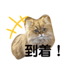 ペルシャ猫のSherryちゃん（個別スタンプ：20）