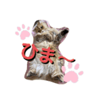 ペルシャ猫のSherryちゃん（個別スタンプ：22）