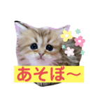 ペルシャ猫のSherryちゃん（個別スタンプ：23）
