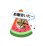 ペルシャ猫のSherryちゃん（個別スタンプ：24）