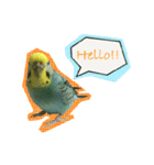 セキセイインコのけいちゃん（個別スタンプ：1）