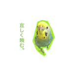セキセイインコのけいちゃん（個別スタンプ：2）