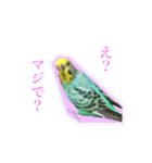 セキセイインコのけいちゃん（個別スタンプ：7）