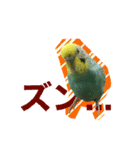 セキセイインコのけいちゃん（個別スタンプ：8）