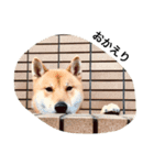 芝犬 しょうへい（個別スタンプ：1）