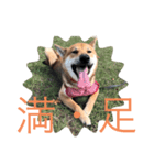 芝犬 しょうへい（個別スタンプ：2）
