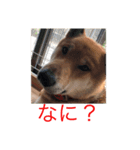 芝犬 しょうへい（個別スタンプ：8）