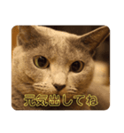 ロシアンブルー スタンプ（個別スタンプ：2）