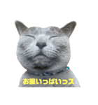 ロシアンブルー スタンプ（個別スタンプ：4）