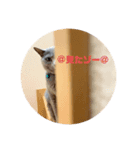 ロシアンブルー スタンプ（個別スタンプ：7）