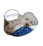 わんころ スタンプ（個別スタンプ：1）