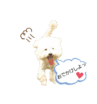 わんころ スタンプ（個別スタンプ：4）
