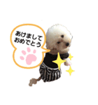わんころ スタンプ（個別スタンプ：5）