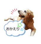 わんころ スタンプ（個別スタンプ：6）