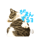 ねこししょう（個別スタンプ：1）
