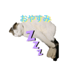 ねこししょう（個別スタンプ：2）