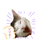 ねこししょう（個別スタンプ：3）