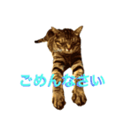 ねこししょう（個別スタンプ：5）