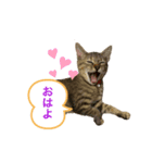 ねこししょう（個別スタンプ：7）