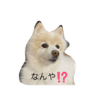 ぴろちゃろ☆こうちゃろ日常1（個別スタンプ：1）