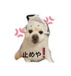ぴろちゃろ☆こうちゃろ日常1（個別スタンプ：3）