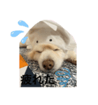 ぴろちゃろ☆こうちゃろ日常1（個別スタンプ：5）