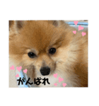 ぴろちゃろ☆こうちゃろ日常1（個別スタンプ：7）
