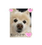 ぴろちゃろ☆こうちゃろ日常1（個別スタンプ：8）