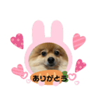 ぴろちゃろ☆こうちゃろ日常1（個別スタンプ：14）