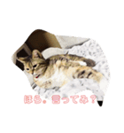 はっちゃんてんちゃん2（個別スタンプ：2）