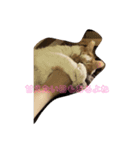 はっちゃんてんちゃん2（個別スタンプ：3）