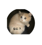 売れるんやファミリー（個別スタンプ：2）