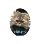 売れるんやファミリー（個別スタンプ：5）