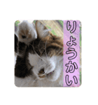 長毛マンチカン ぶらん 2（個別スタンプ：1）