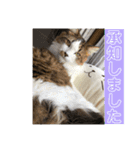 長毛マンチカン ぶらん 2（個別スタンプ：2）